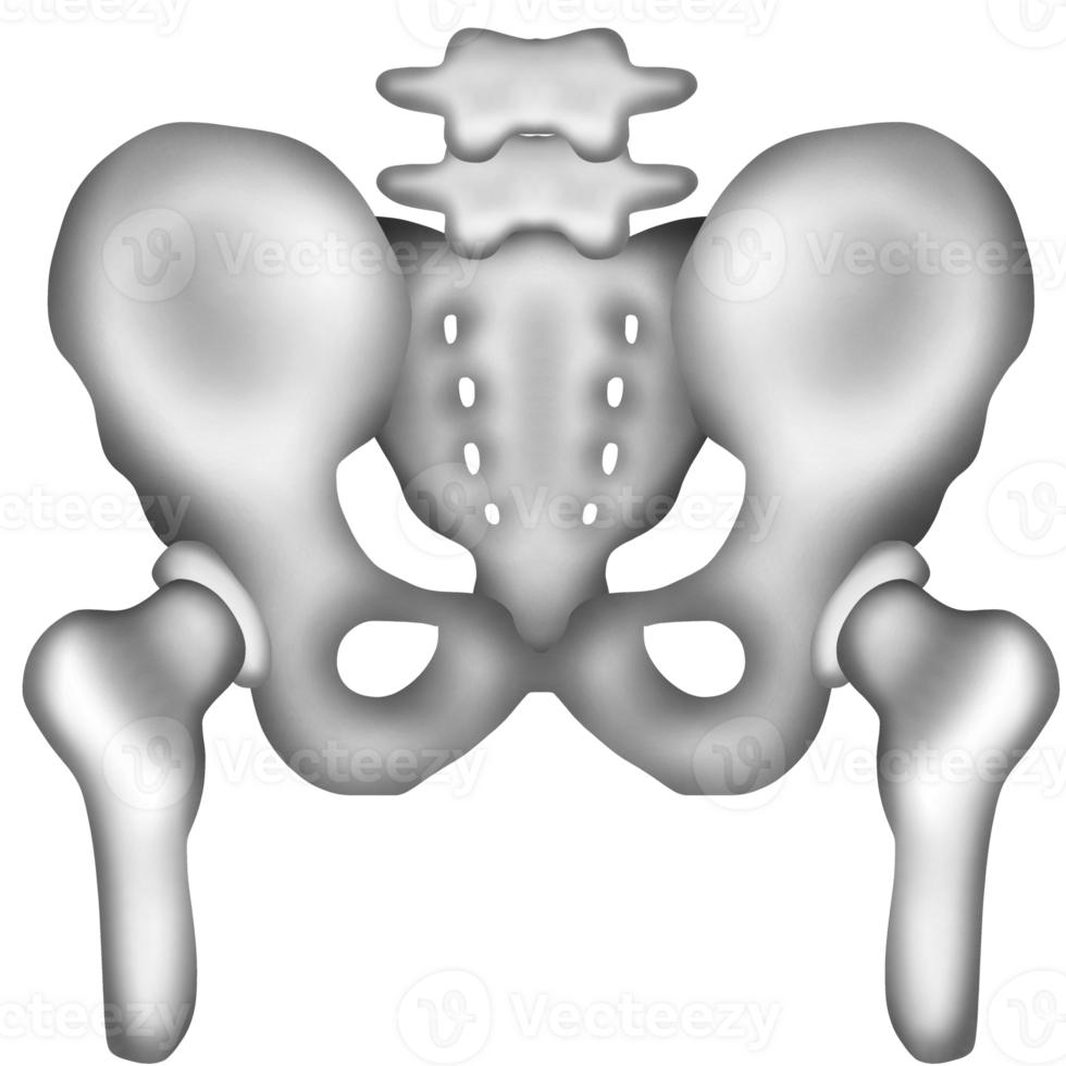 A hand-painted watercolor of a human pelvis bone png