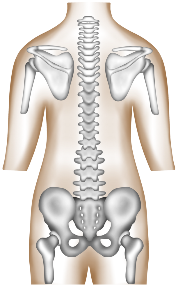 Hand-painted watercolor of a healthy human spine, pelvis, and scapula png