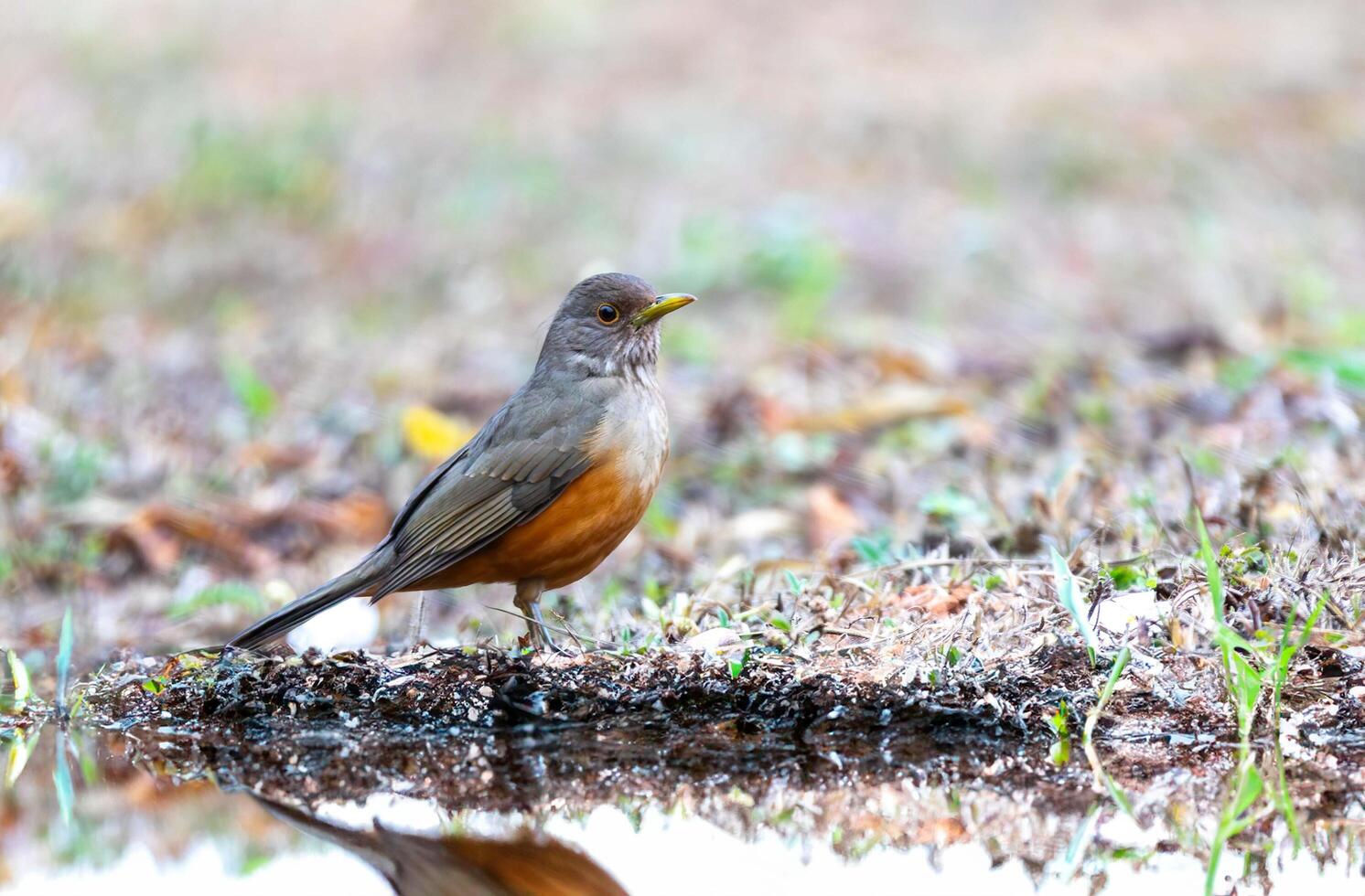 Bird standing by the water photo