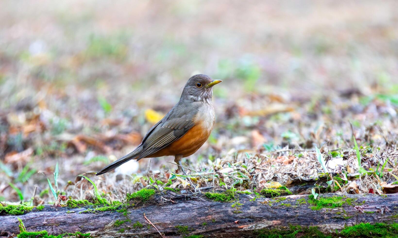 Bird standing on the ground photo