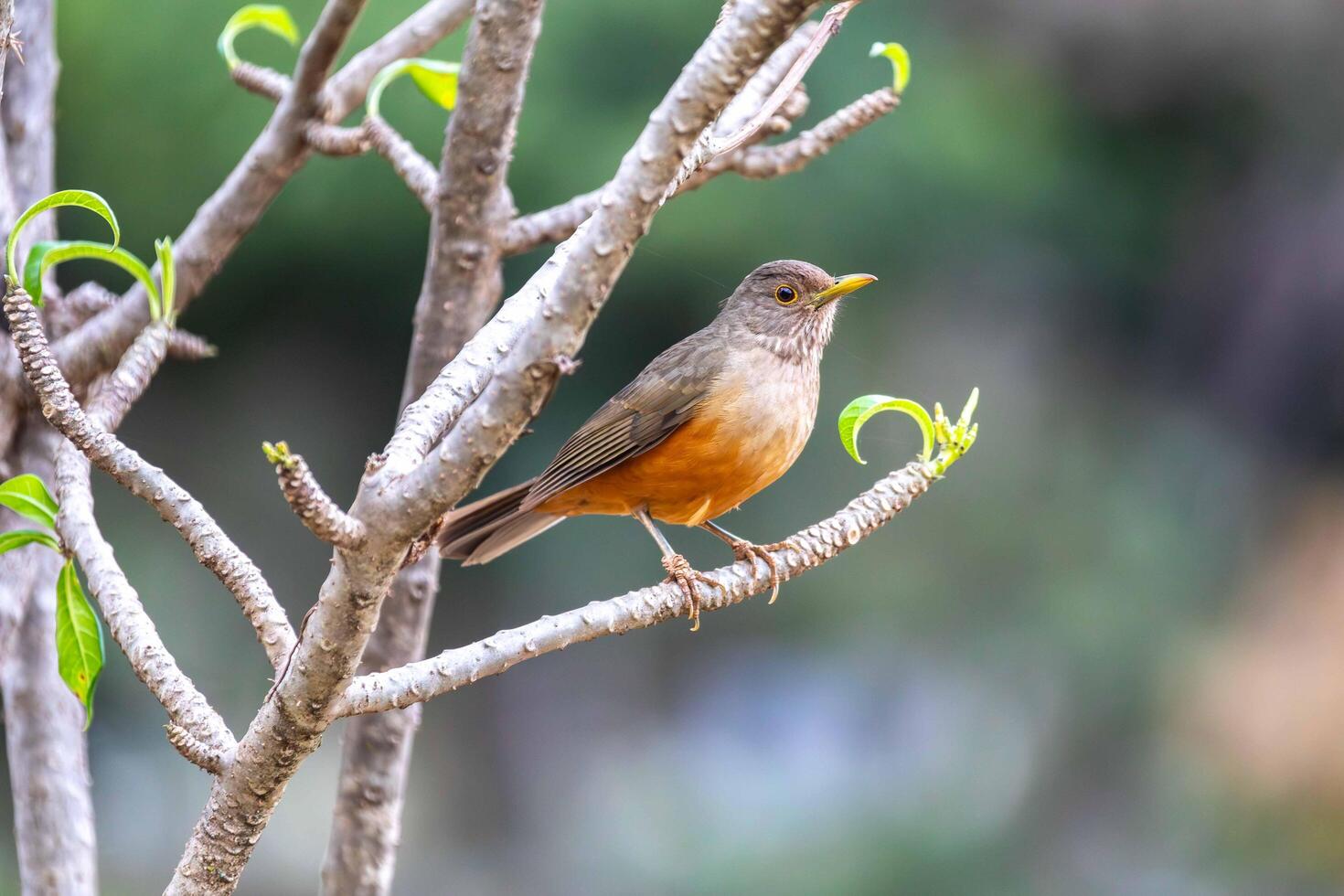 Purple breasted Thrush ,Turdus rufiventris, a bird symbol of Brazil, captured in natural light that highlights its vibrant colors. Perfect photo.Sabia laranjeira in fine details photo
