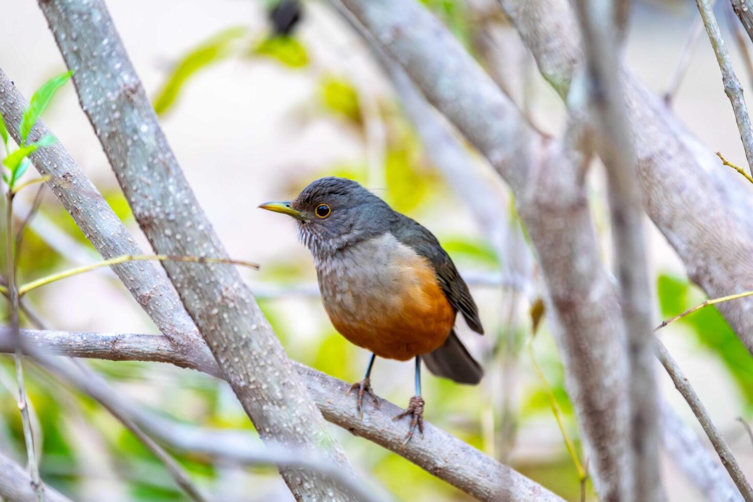 Purple breasted Thrush ,Turdus rufiventris, a bird symbol of Brazil, captured in natural light that highlights its vibrant colors. Perfect photo.Sabia laranjeira wonderful photo