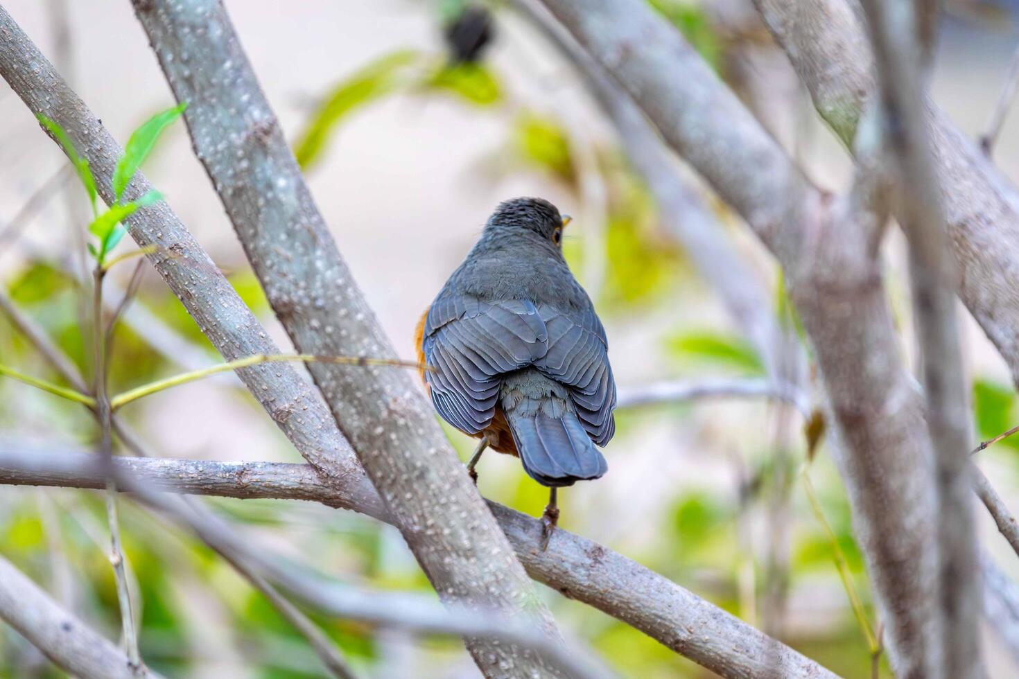 Bird on a branch photo