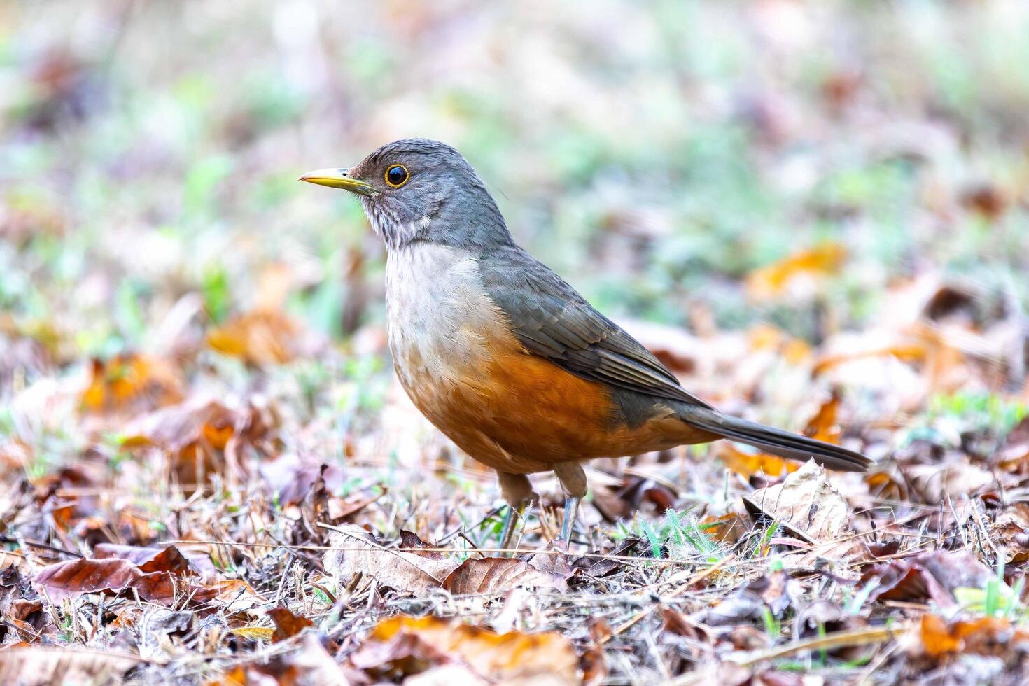 Purple breasted Thrush ,Turdus rufiventris, a bird symbol of Brazil, captured in natural light that highlights its vibrant colors. Perfect photo.Sabia laranjeira closeup photo