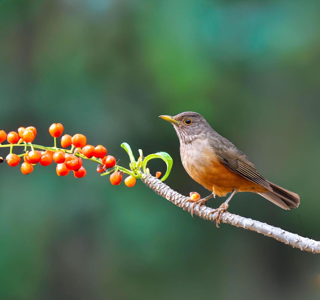 Bird on a branch with berries photo