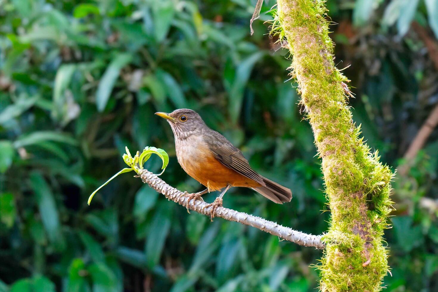 Purple breasted Thrush ,Turdus rufiventris, a bird symbol of Brazil, captured in natural light that highlights its vibrant colors. Perfect photo.Sabia laranjeira tropical bird photo