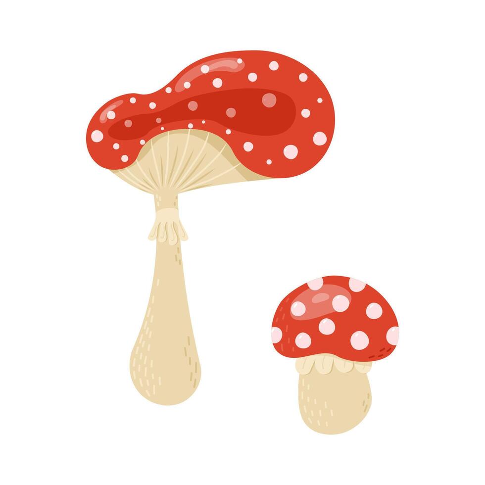 fly agaric mushroom amanita muscaria without background vector