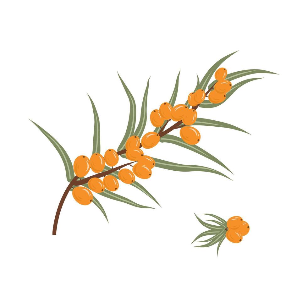 Flat illustration of sea buckthorn with leaves and branch, isolated on white background. vector