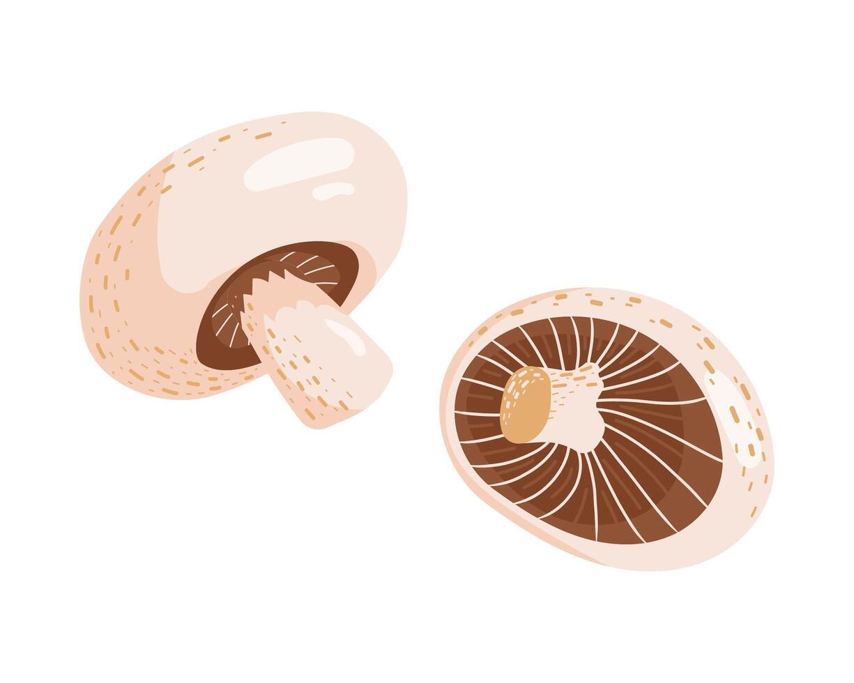 illustration fresh champignon, ripe vegetable mushroom to eating, vegetarian gourmet vector