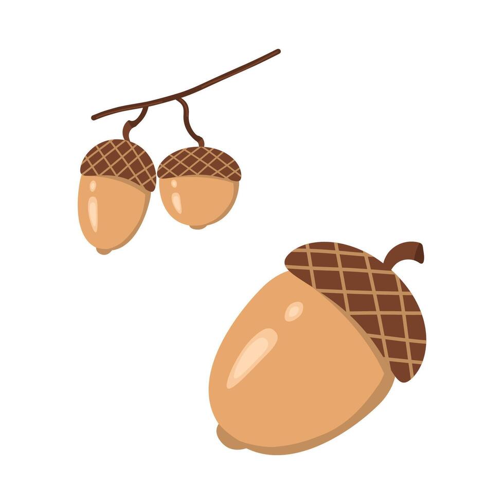 Acorn, Oak tree fruit, trendy flat style isolated on white background illustration vector