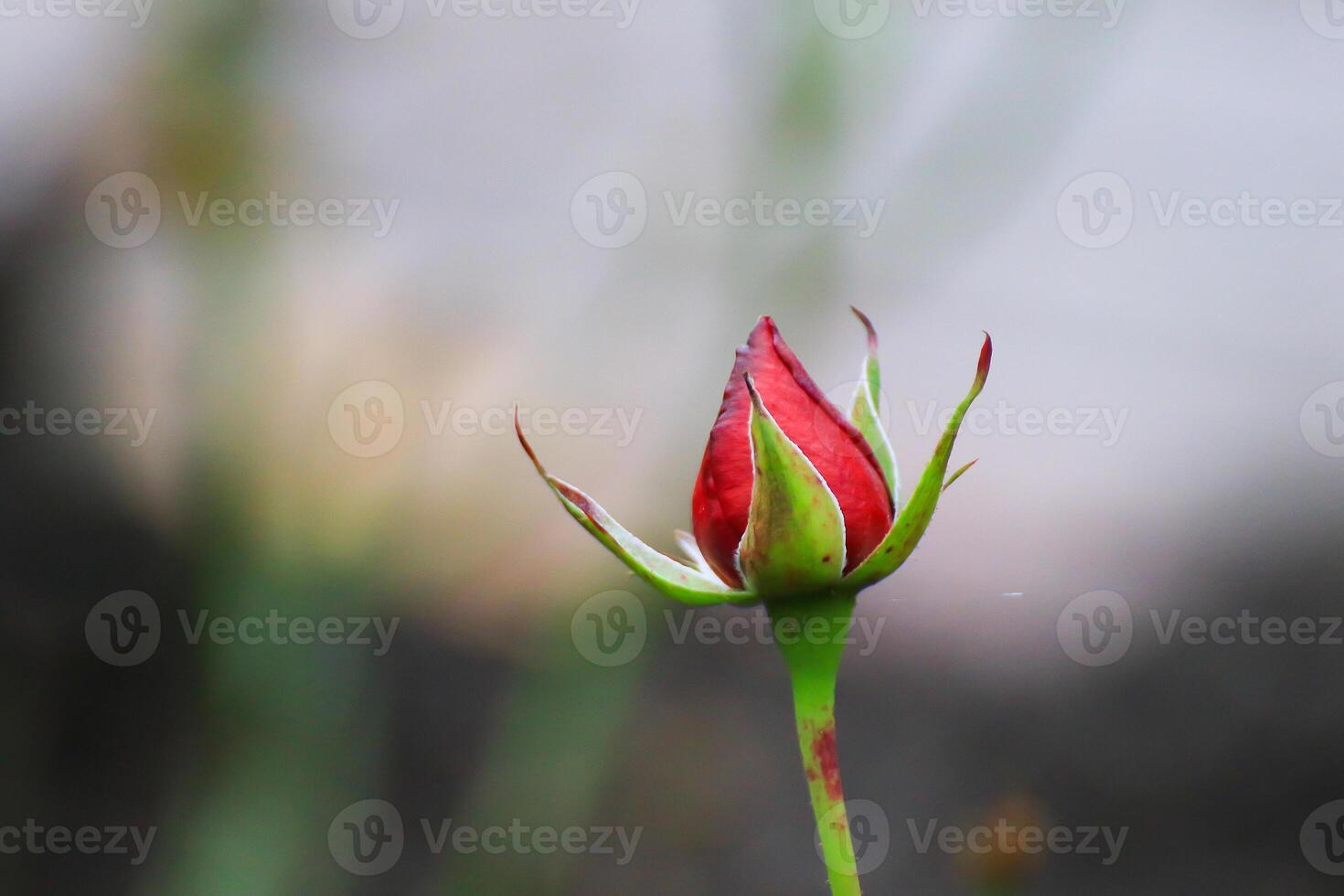 Beautiful Red Roses and Budding Flowers Adorn the Peaceful Park photo