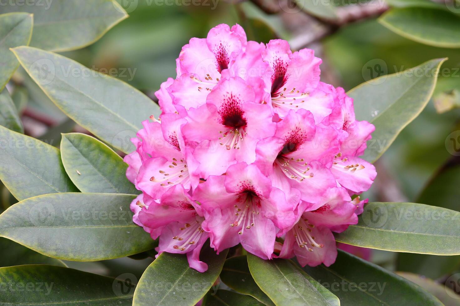 Macro Shot of Rhododendron Flower and Bud Texture Details photo