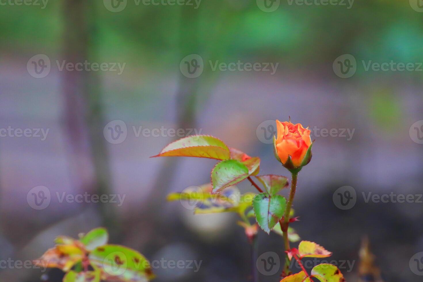 Elegant Red Roses and Buds Captured Blooming in Public Garden photo