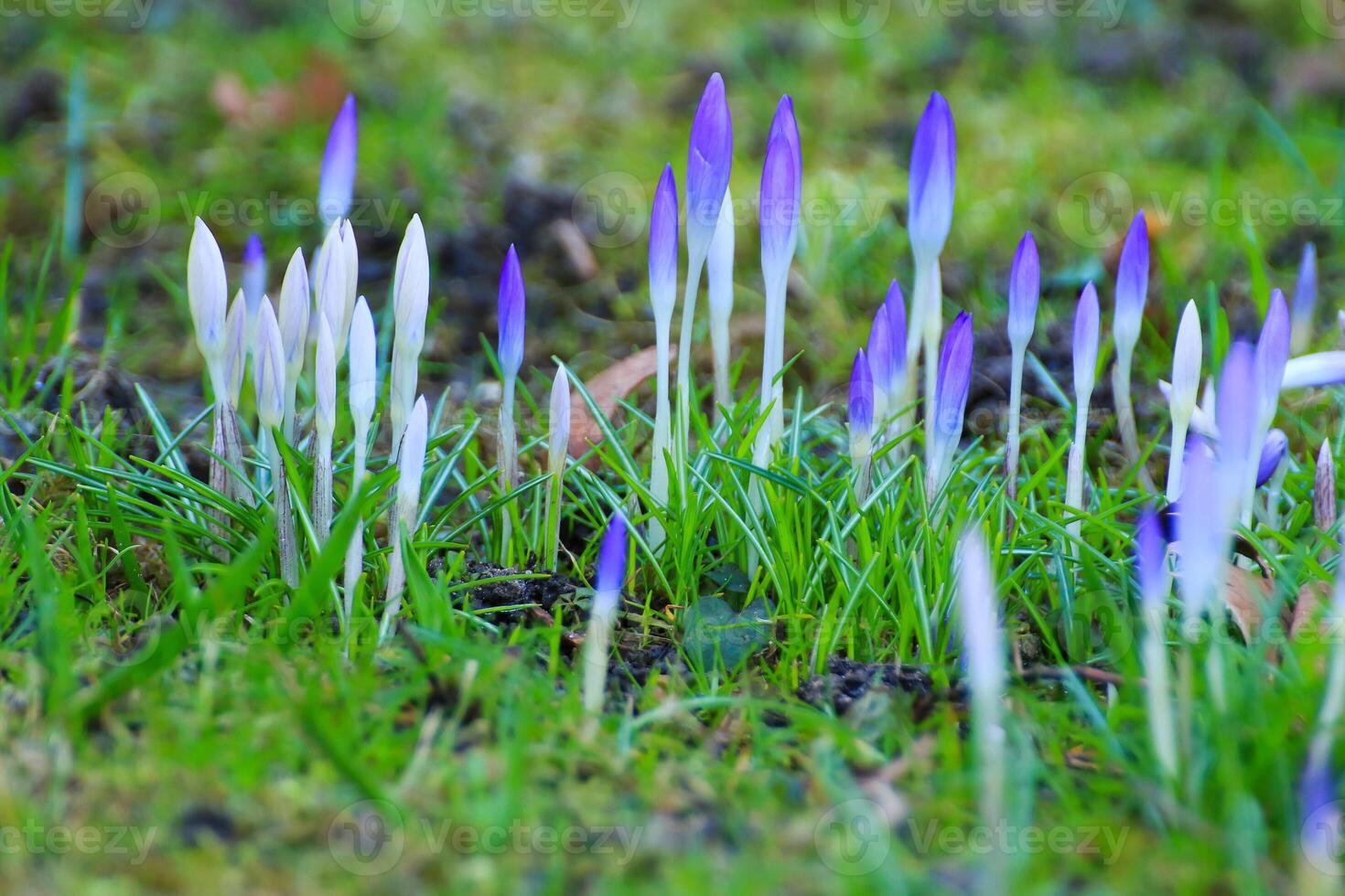 Early spring crocus flowers bloom beautifully in the urban park photo