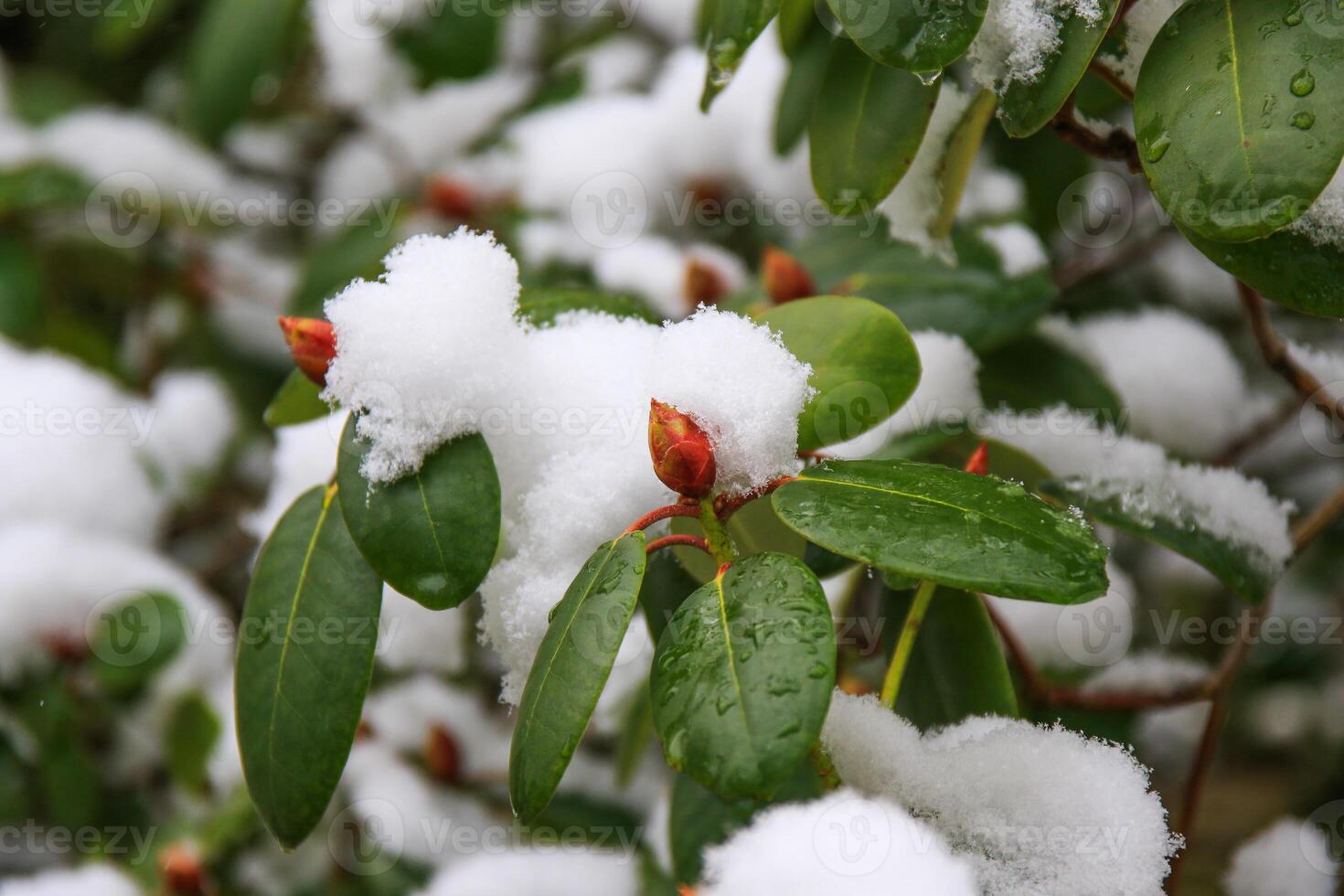 Rhododendrons glow beneath snow in delicate winter nature display photo