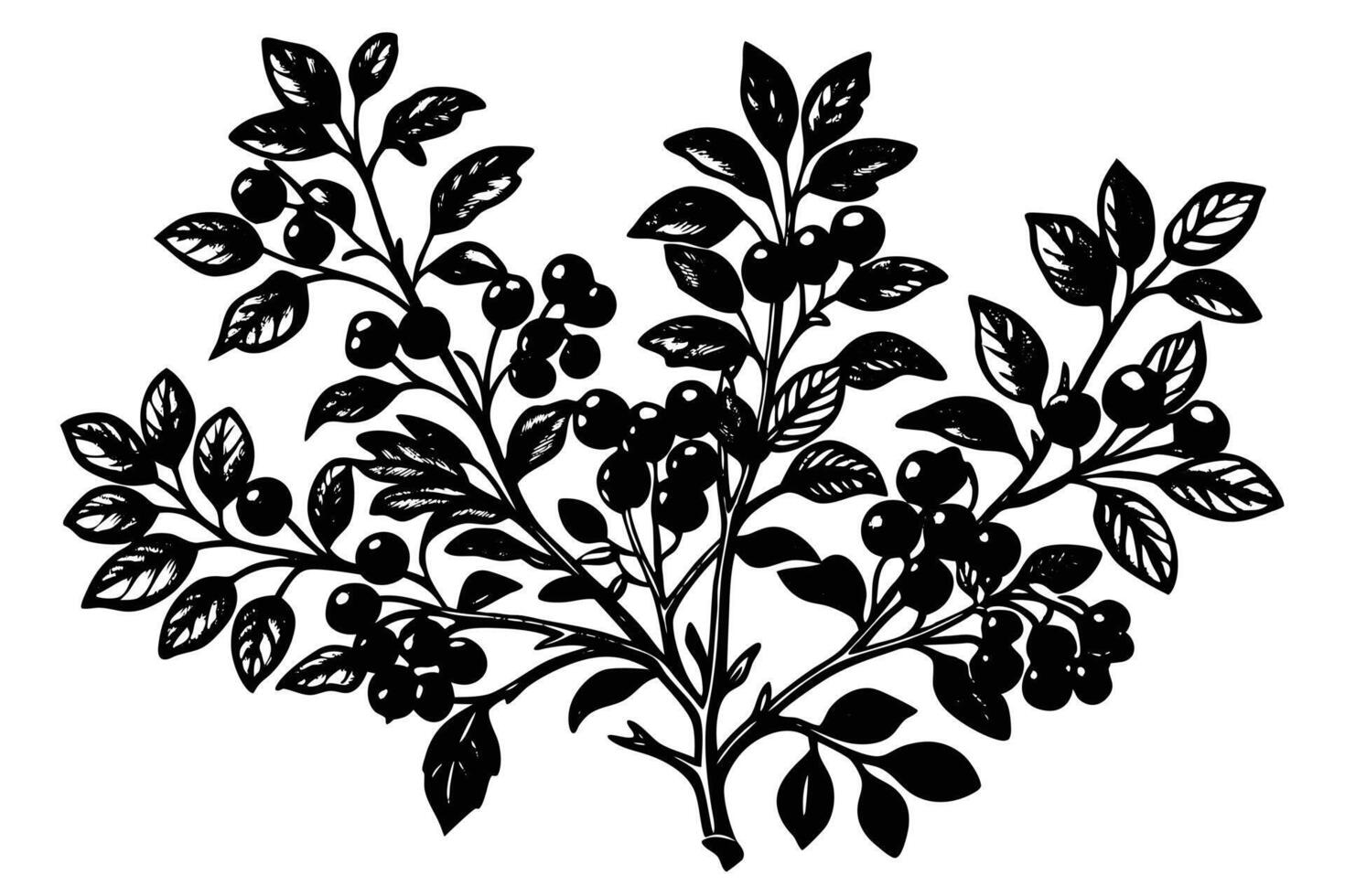 Elegant Black and White Illustration of a Lush Berry Branch with Dark Berries, Detailed Leaves, and a Serene Mood vector