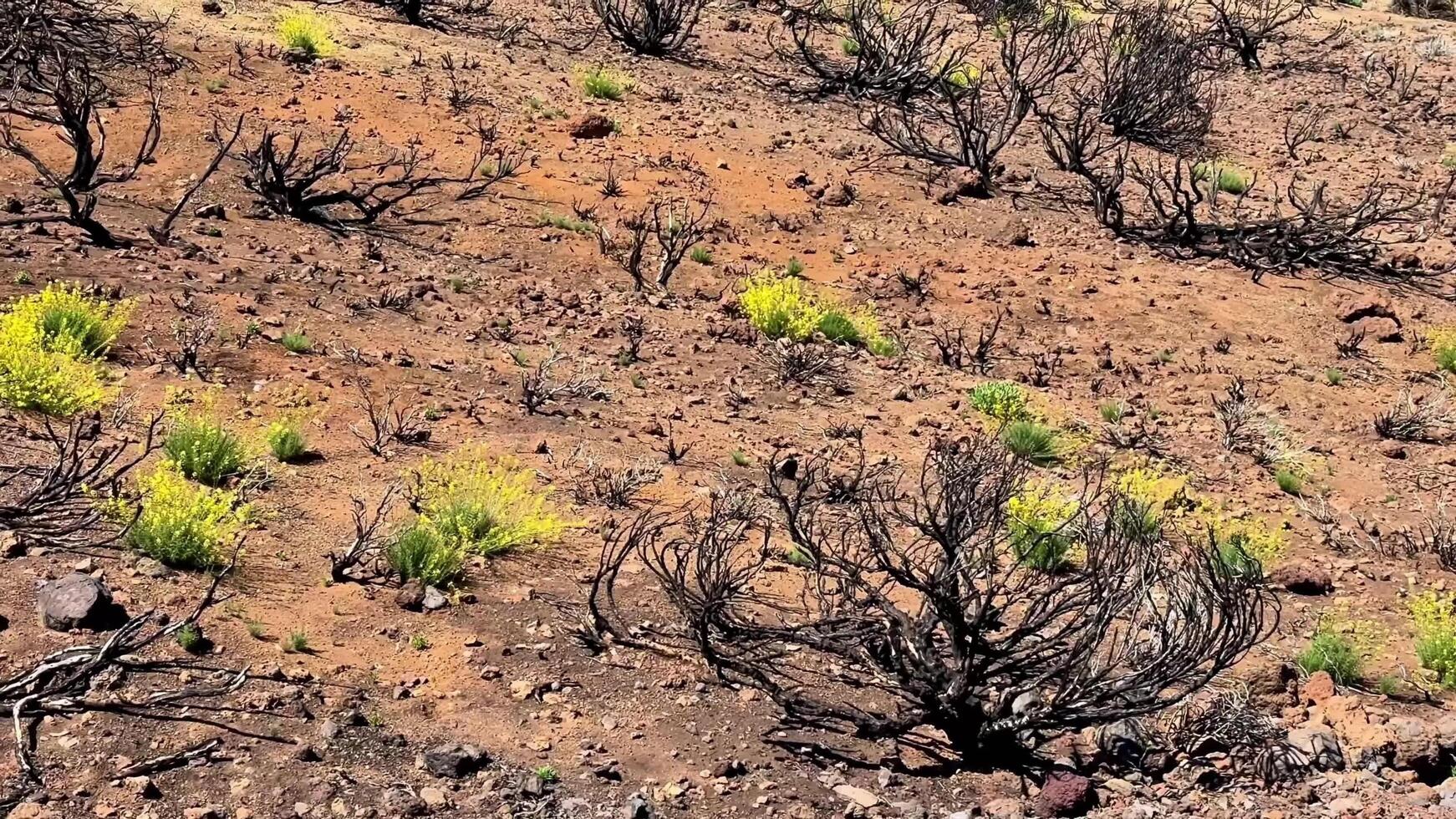 Regrowth Following Wildfire in an Arid Landscape After Natural Disaster and Its Recovery Process photo
