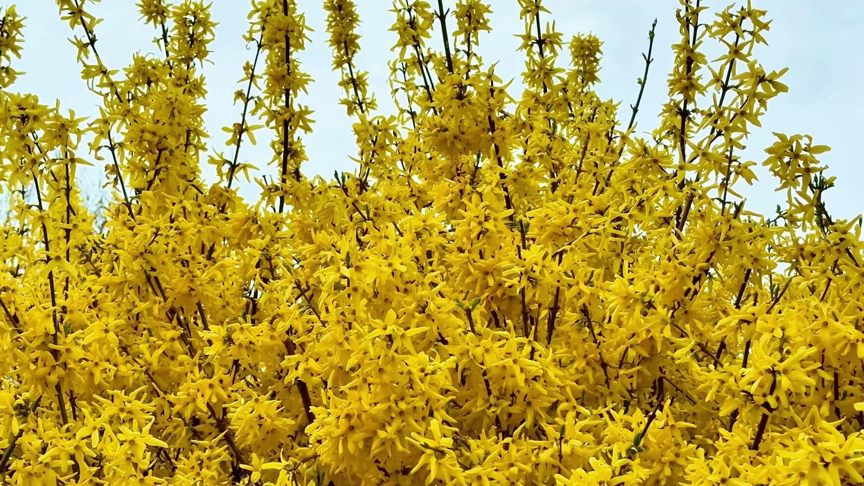 A bush of yellow flowers with a blue sky in the background photo