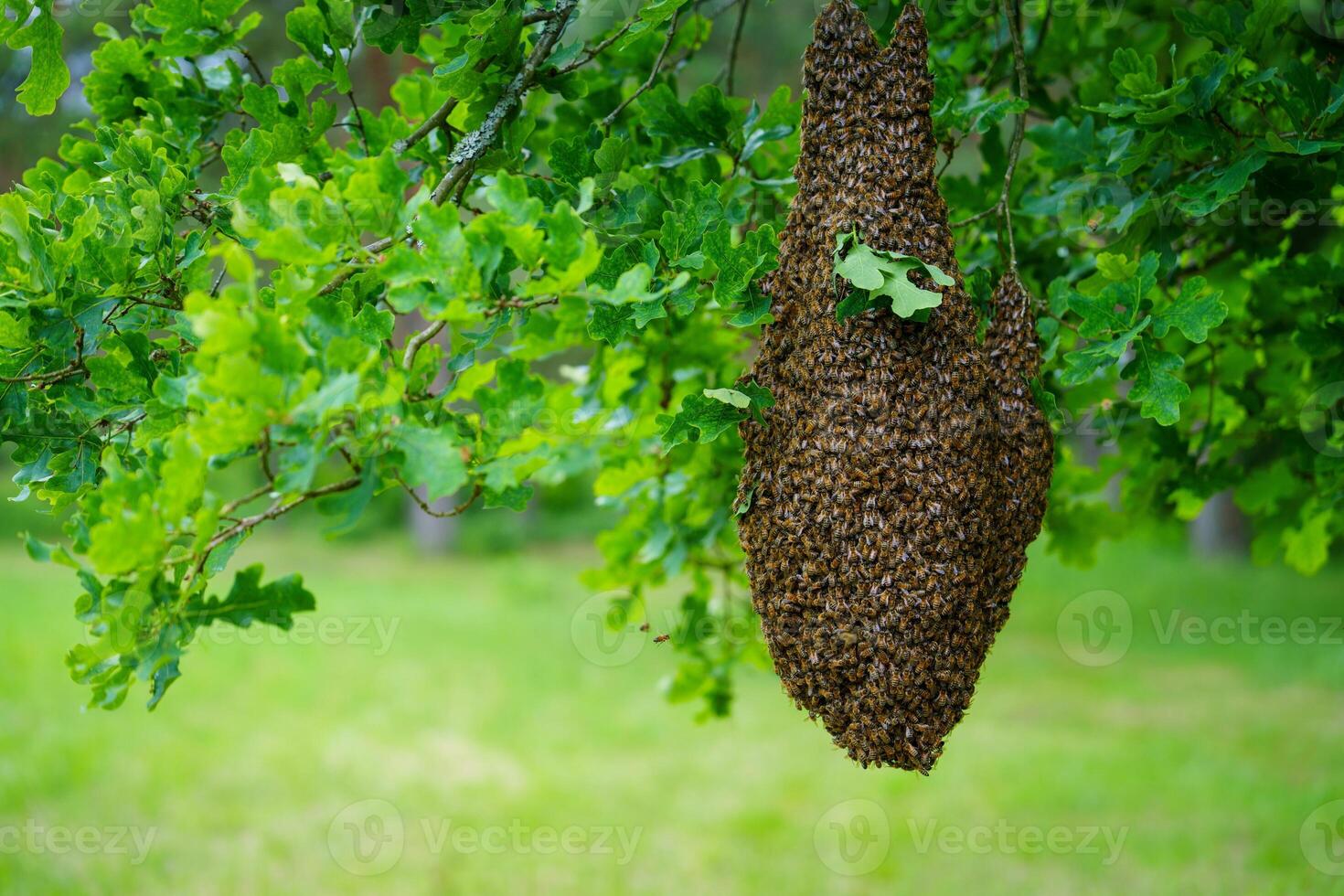 Observe a stunning swarm of bees clustered on a tree branch. This captivating display highlights the remarkable behavior and social structure of these essential pollinators in nature. photo