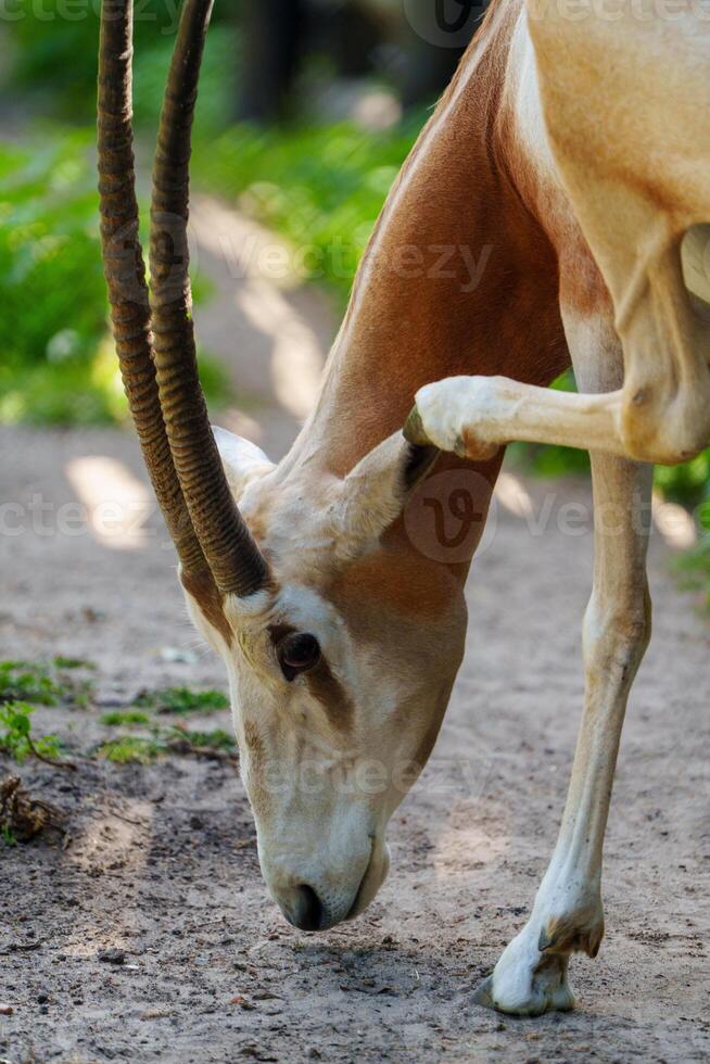 A close-up of a scimitar-horned oryx grazing in its natural habitat. The oryx s distinctive curved horns and striking markings are captured beautifully, highlighting this endangered species. photo