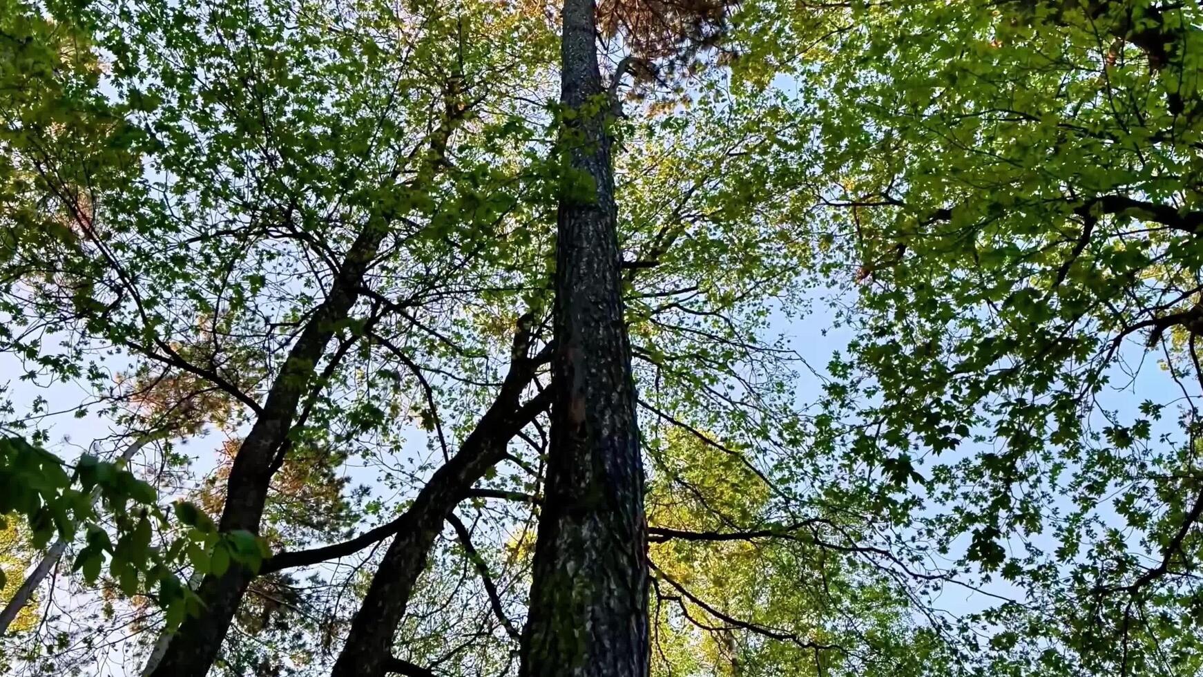 Discover natures beauty in this captivating of a majestic tree photo