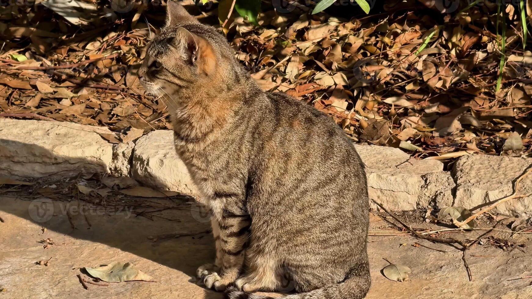 A beautiful and charming tabby cat sits gracefully in the warm sunlight, surrounded by the vibrant nature photo