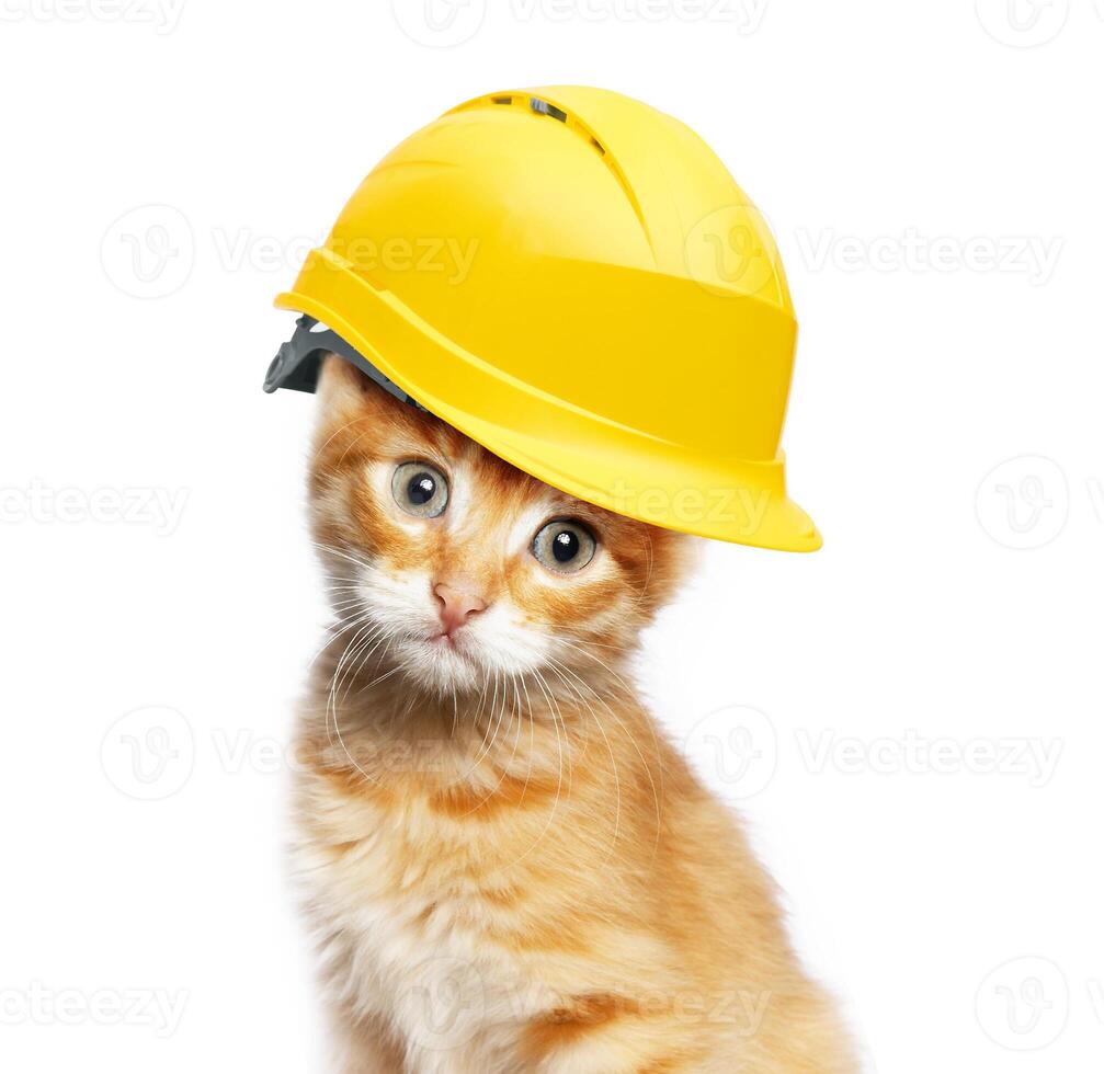 Red cat with helmet photo