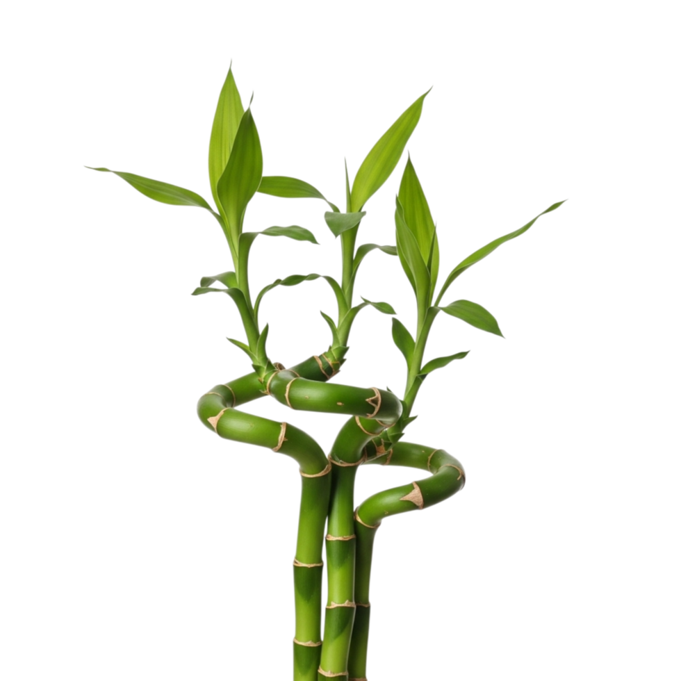 Lucky bamboo plant with twisted stalks and vibrant green leaves isolated on transparent background png