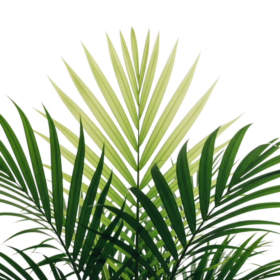 Close up of lush green palm fronds with a lighter green frond emerging from the center isolated on transparent background png