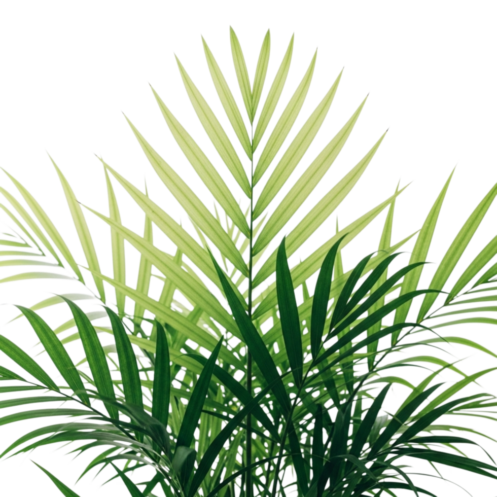 Close up of lush green palm fronds with a bright light green gradient at the tips isolated on transparent background png