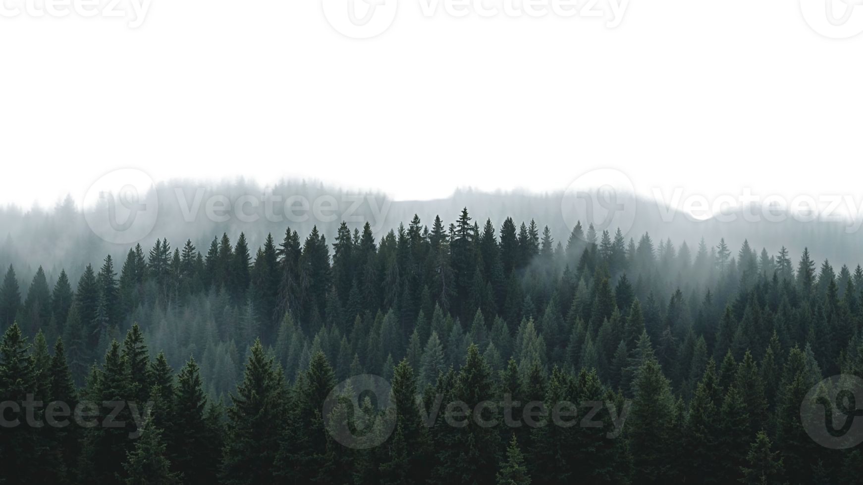 Majestic conifer forest scene in a misty atmosphere with a transparent top section png