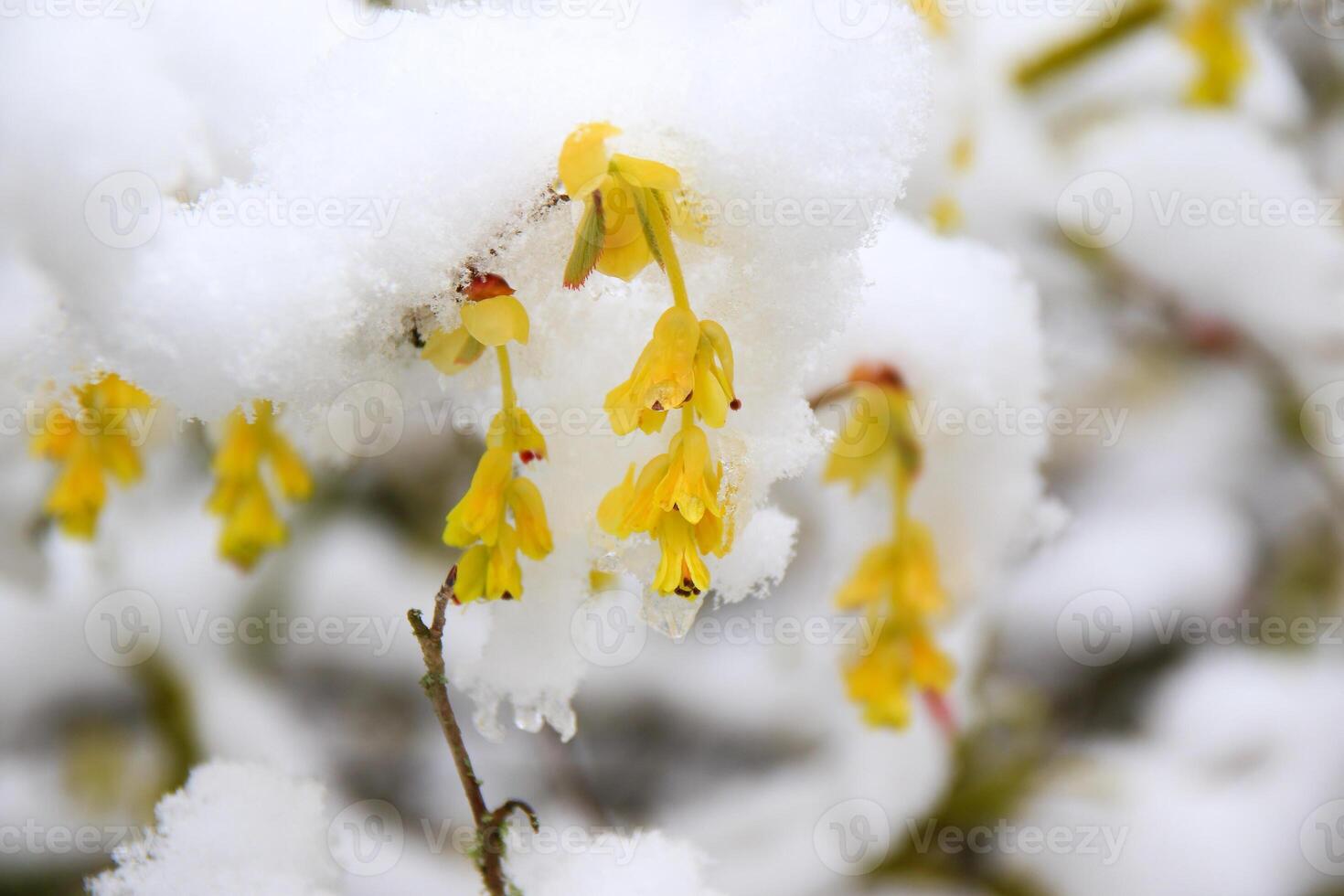 Cold snow drapes yellow petals in quiet natural portrait photo