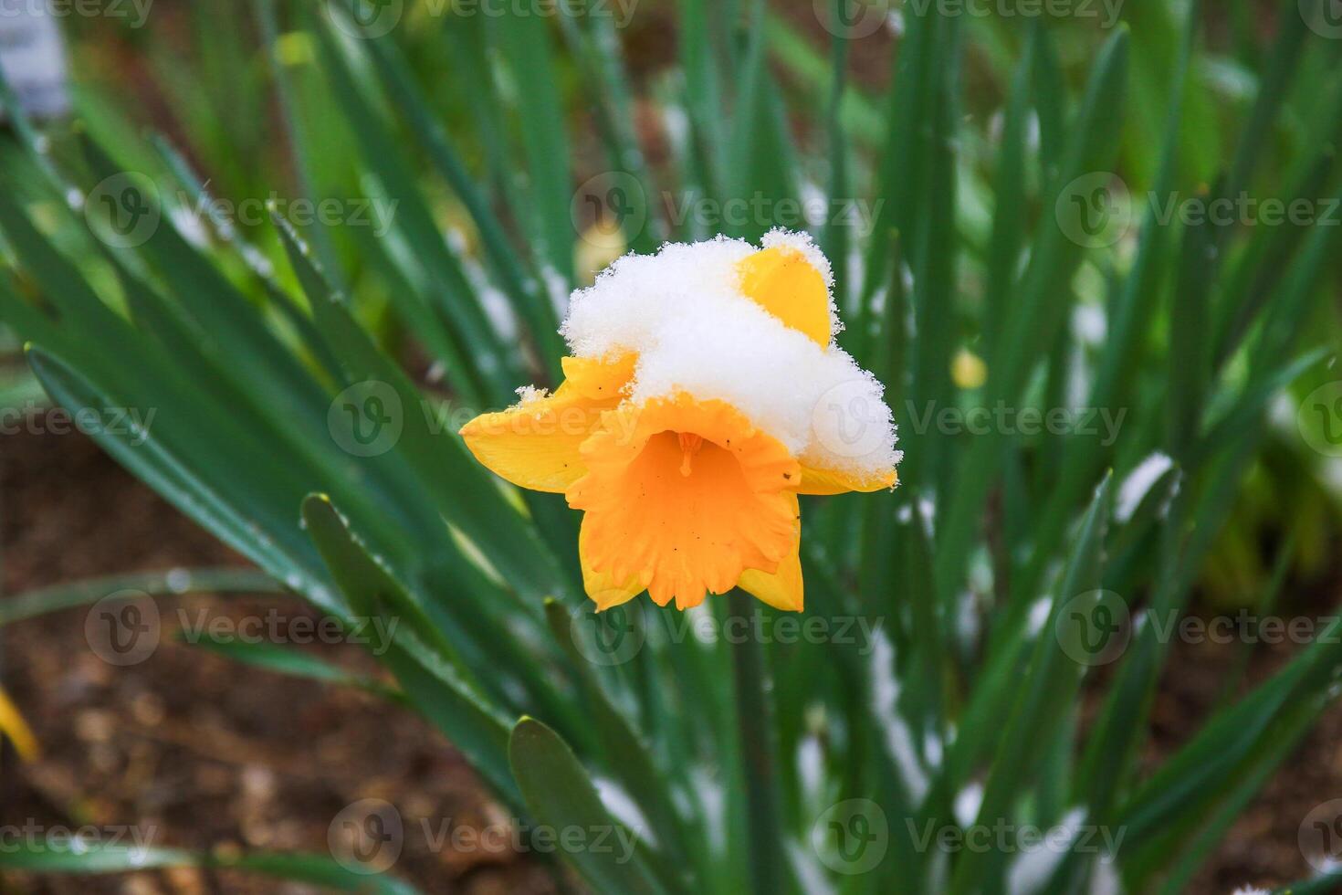 Yellow flowers touched by snow in tranquil natural background photo