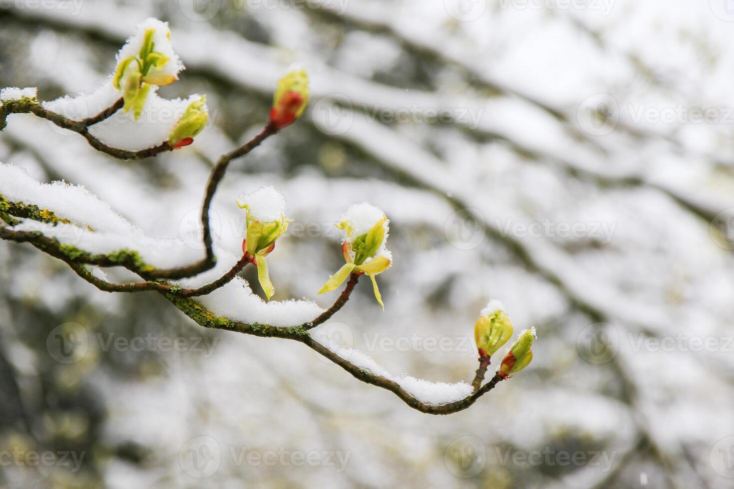 Close-Up of Magnolia Buds Lightly Dusted with Fresh Snow photo
