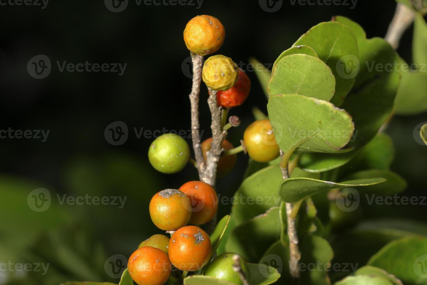 red wild fruits and colorful foliage photo