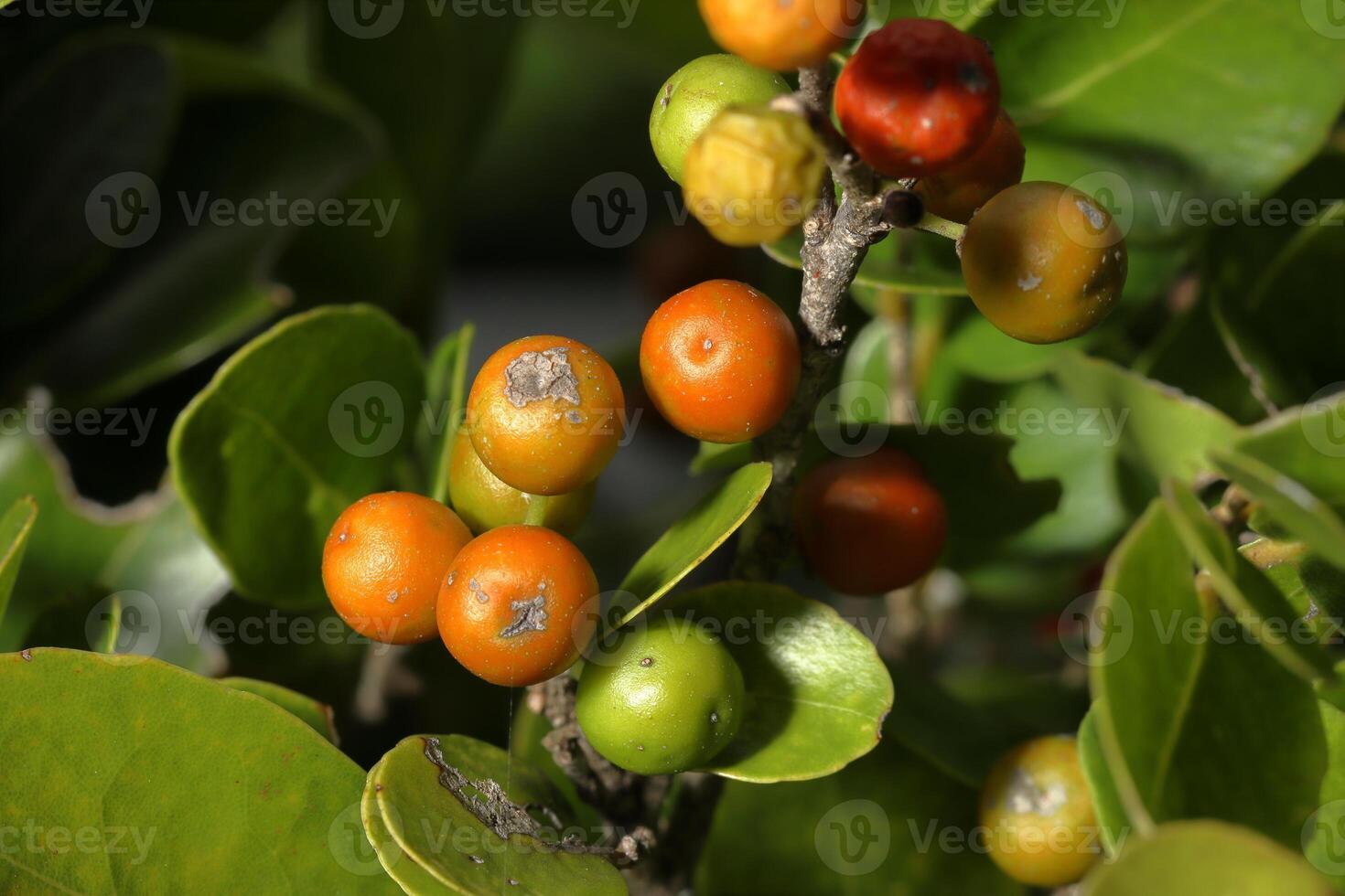 Green trees with red wild fruits photo