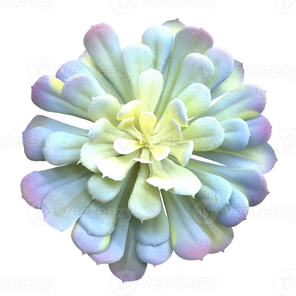 Succulent plant showcases beautiful rosette arrangement and vibrant color transition, its function is ornamental decoration to add beauty to space png
