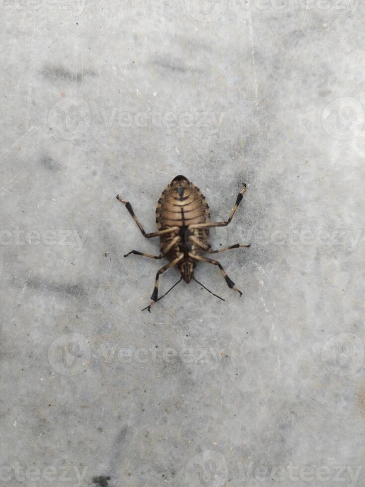 a upside down stink bug photo