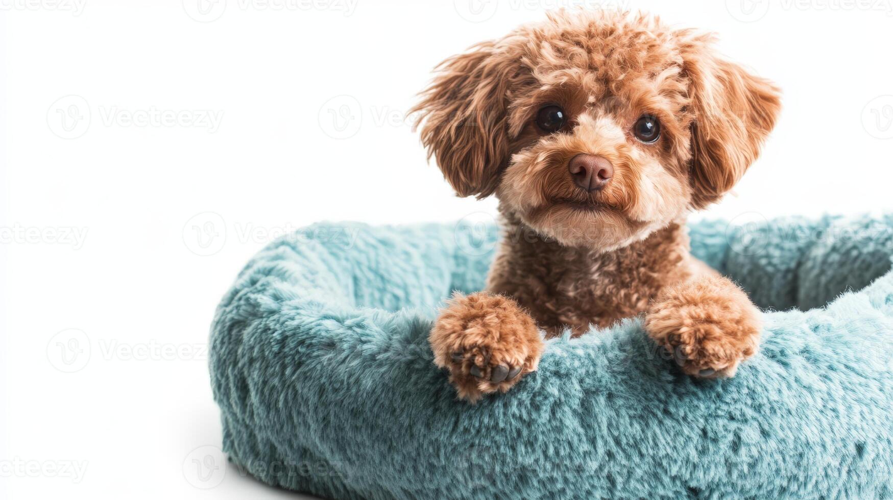 A small dog enjoys lounging in a fluffy pet bed on a pristine white background, highlighting its adorable features and comfort photo