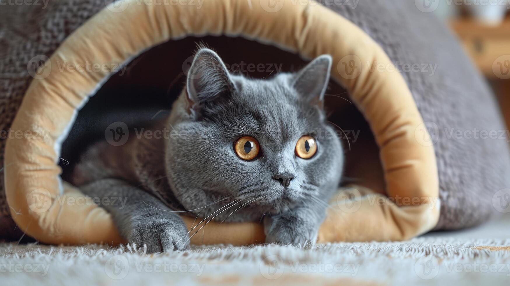 A curious cat lounges in a soft, cave-style bed, enjoying the comfort of its enclosed space while observing its surroundings in a cozy room photo