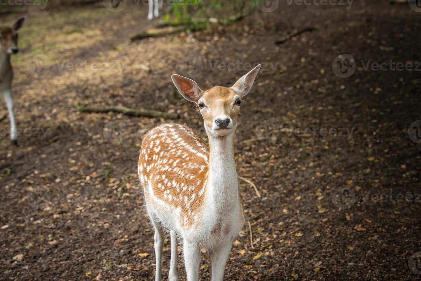 A young deer with a light brown coat and white spots stands on a dirt covered forest floor with scattered leaves, surrounded by trees and greenery. photo