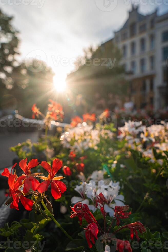 Red and white flowers glow in the warm sunset light in Utrecht, Netherlands. A historic building with ornate architecture is visible in the background. photo