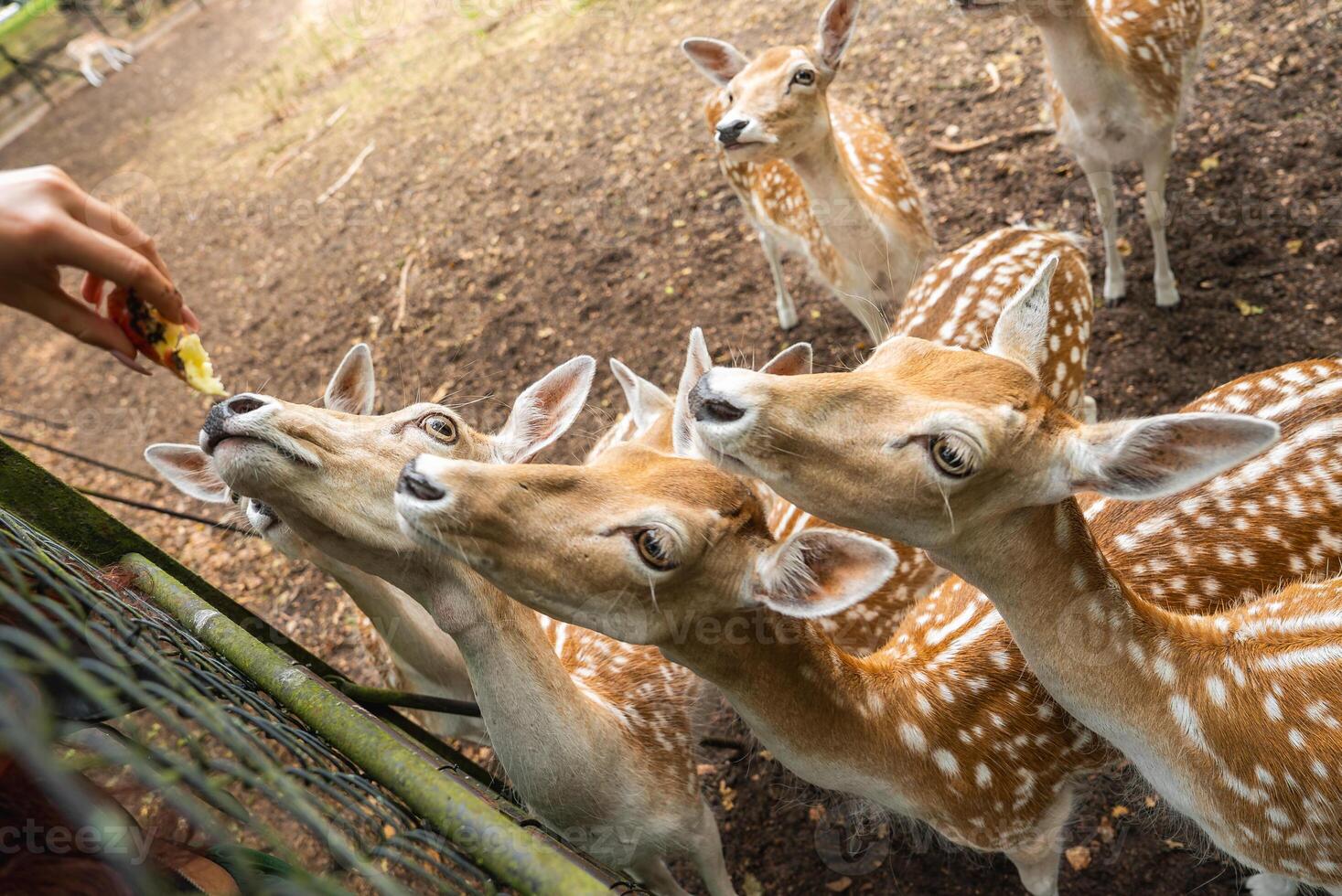 A group of spotted deer reaches through a fence to eat food from a person's hand in a zoo with dirt ground and sparse vegetation in Utrecht, Netherlands. photo