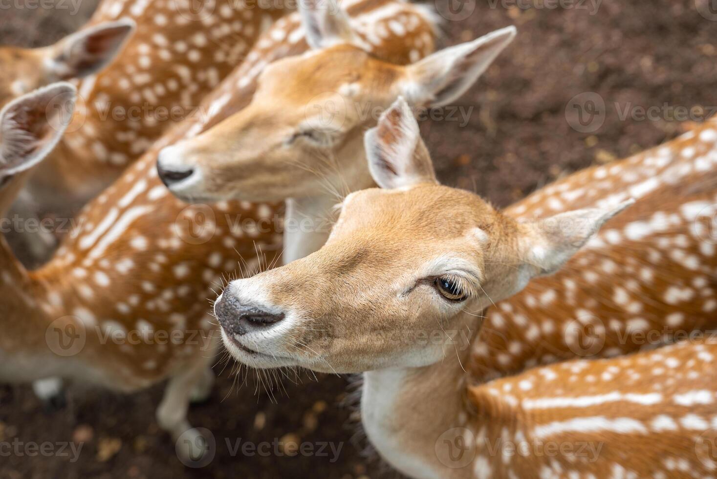 Several spotted deer with light brown fur and white spots stand closely together on earthy ground, showcasing their serene expressions and upright ears. photo