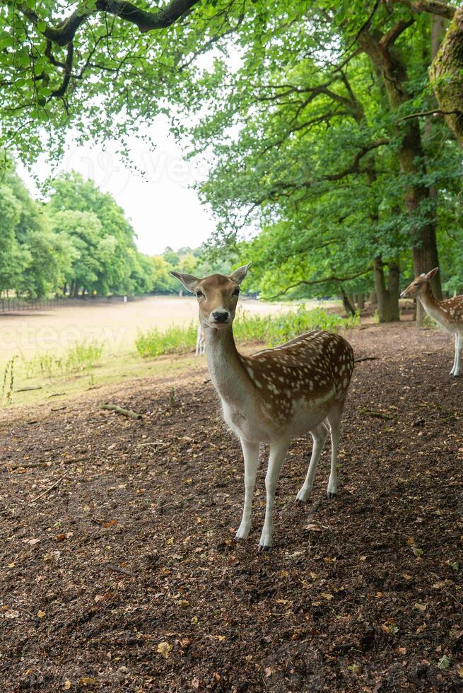 A spotted deer stands in the foreground surrounded by lush green trees, with an open field and more trees in the background in Utrecht, Netherlands. photo