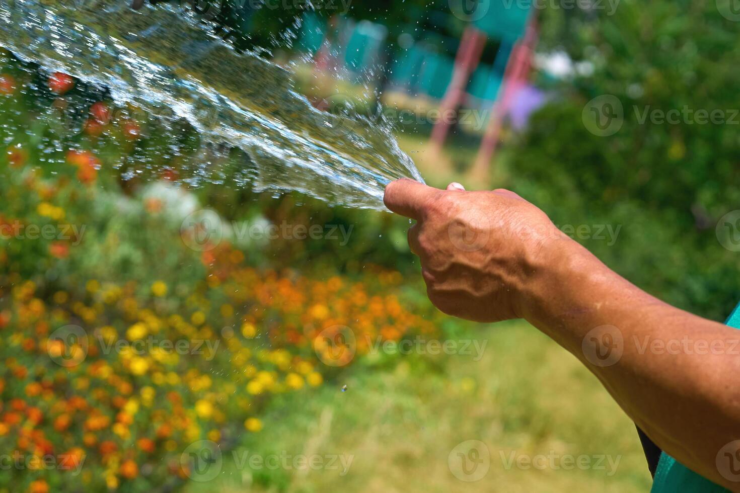 Stream of water from a hose. Watering plants in the summer heat photo
