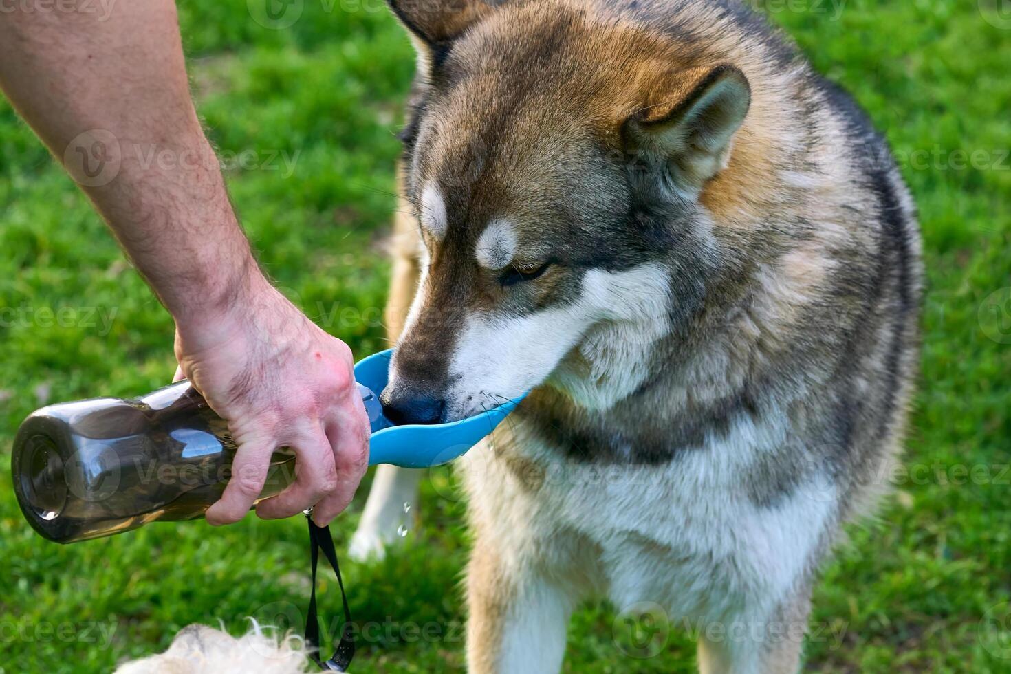 Thirsty in the hot summer.chevrette eskimo dogs drink water photo