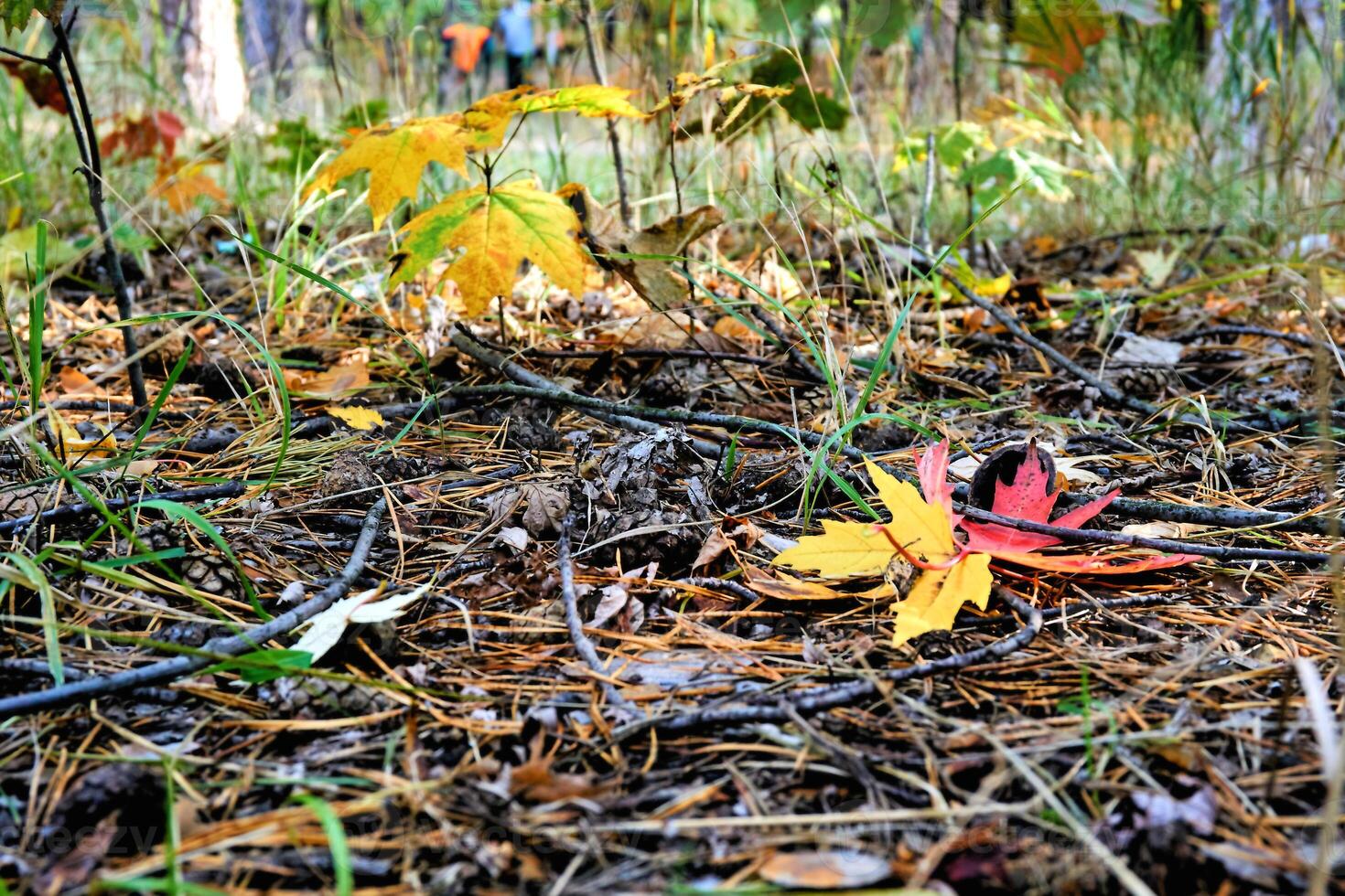 Loneliness and sadness in the autumn forest photo