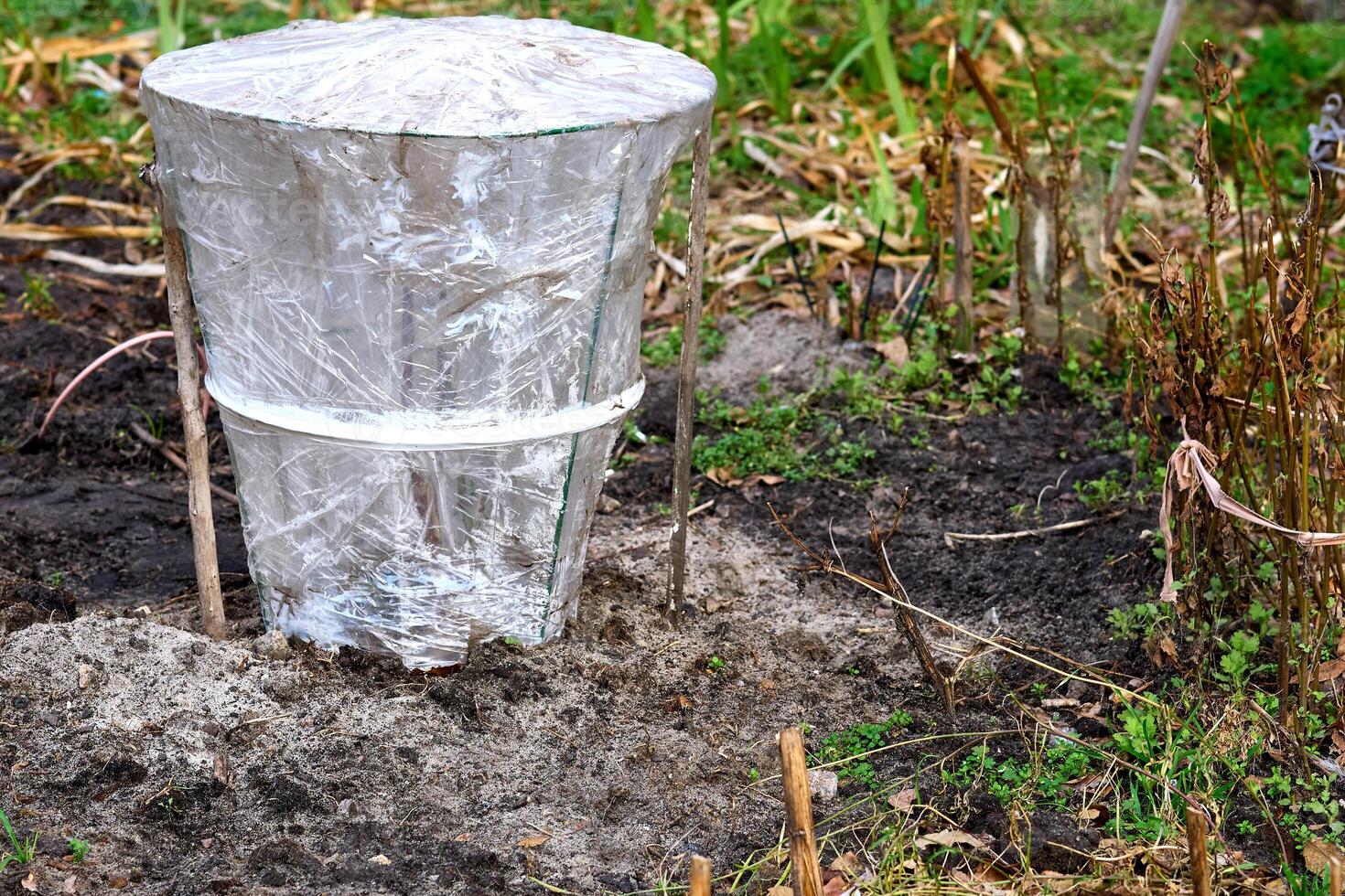 Spring.Garden plant covered with cellophane for greenhouse effect photo