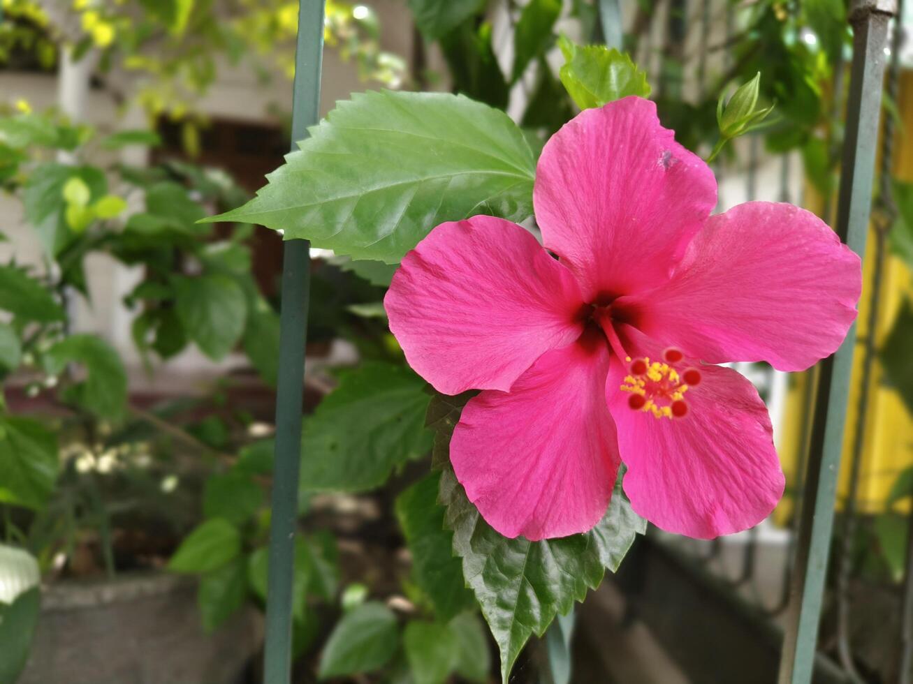 beautiful blooming hibiscus flowers photo